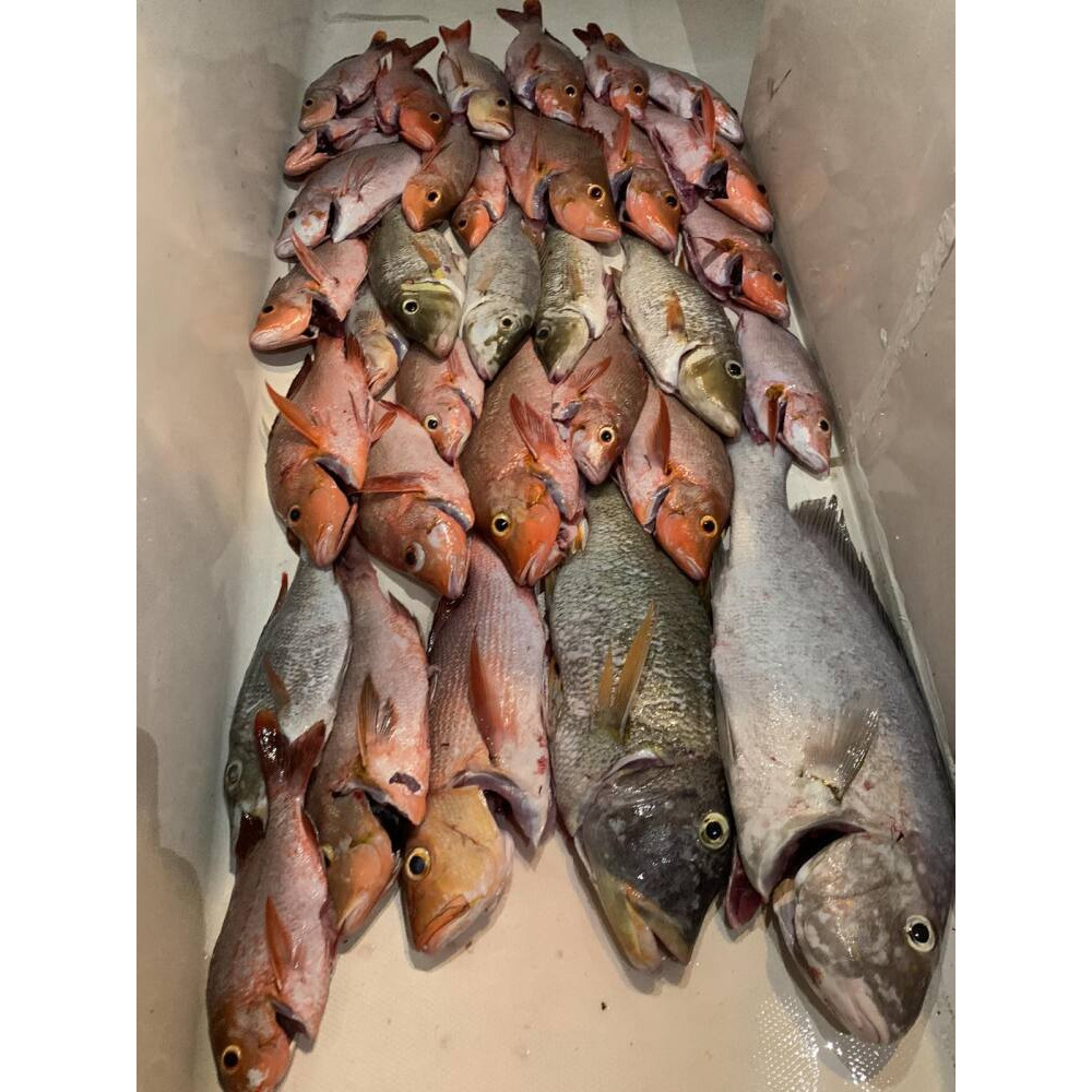 Call 9159933 | Crow Charters Fishing |5 people| Mas dhathuru